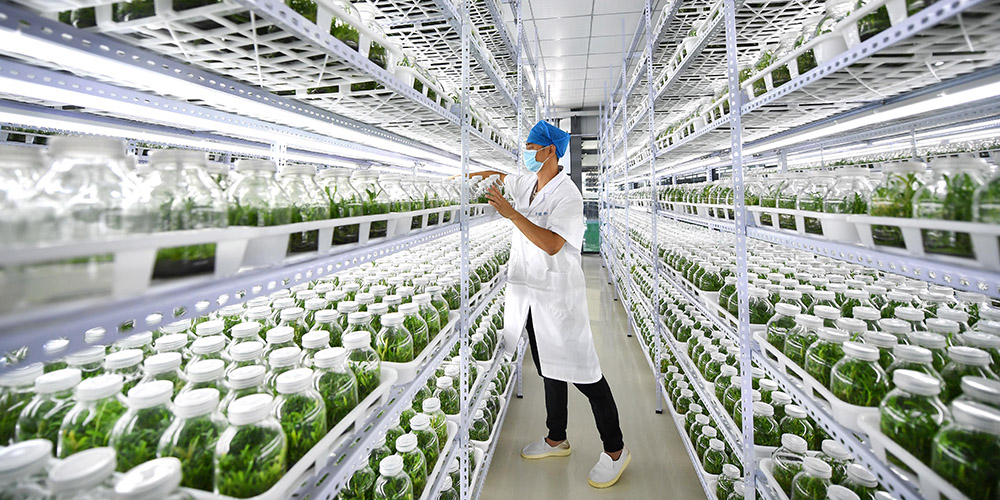 Aldeia de Shicha em Hainan desenvolve cultivo de dendróbio para aumentar a renda dos moradores locais