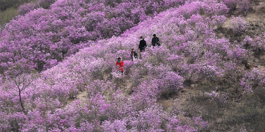 Turistas apreciam flores de azaleias na aldeia de Huangling, na província de Liaoning