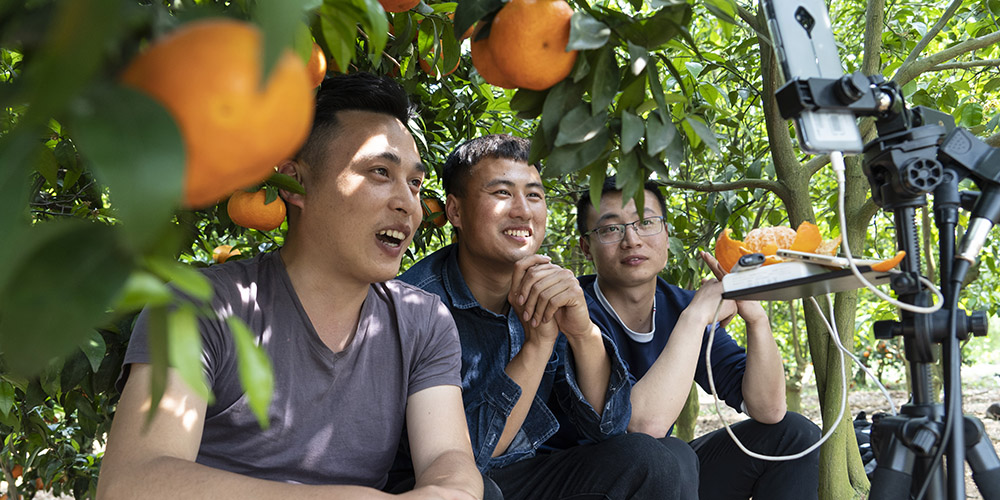 Agricultores de Chengdu aumentam lucro vendendo tangerinas por plataforma de transmissão ao vivo