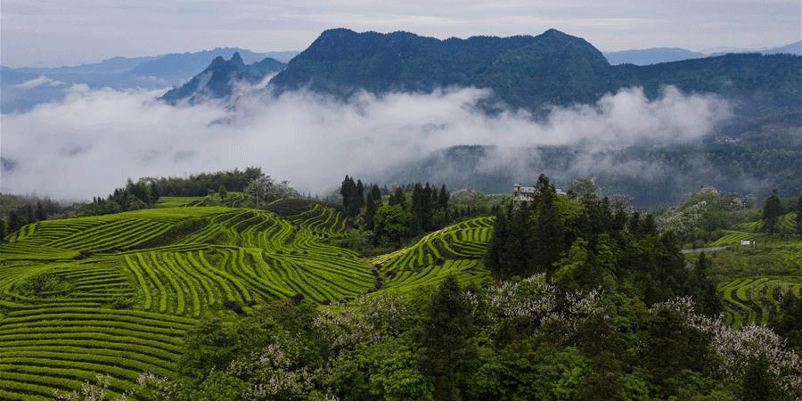 Paisagem da plantação de chá Luming em Gongxian, província de Sichuan