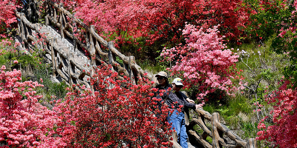 Primavera: Azaleias em floração na montanha Xitaishan em Henan