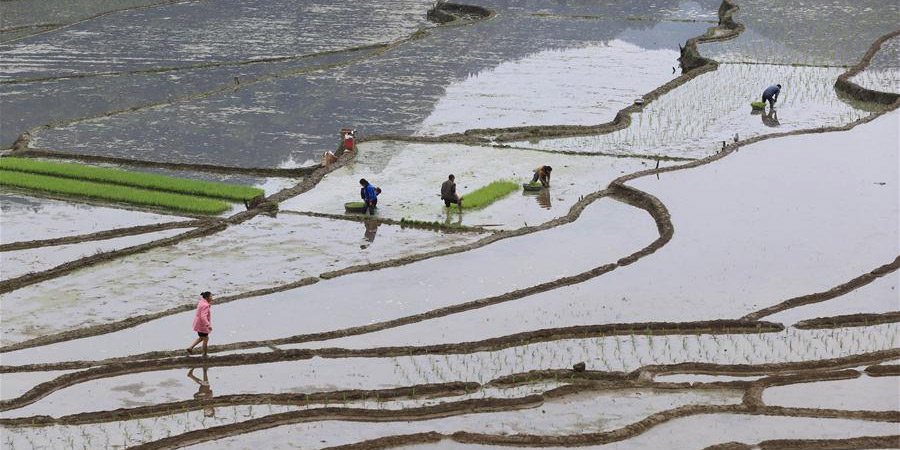 Agricultores trabalham em campos de terraços em Gongxian, província de Sichuan