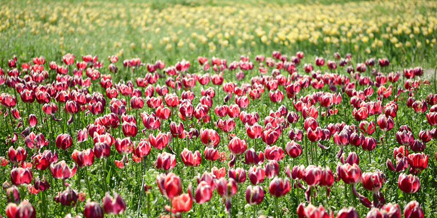 Paisagem de tulipas em floração em Xinjiang