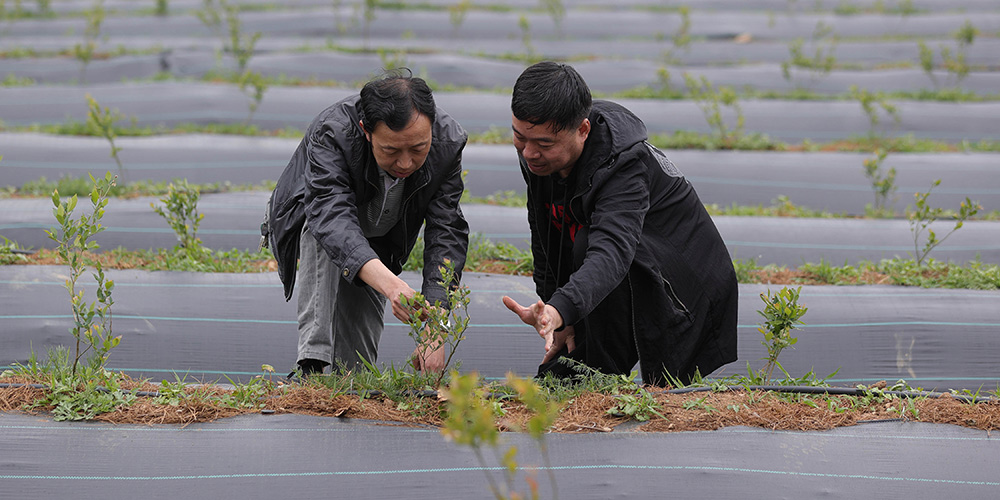 Indústria de mirtilo aumenta a renda dos moradores da aldeia de Shizui em Sichuan