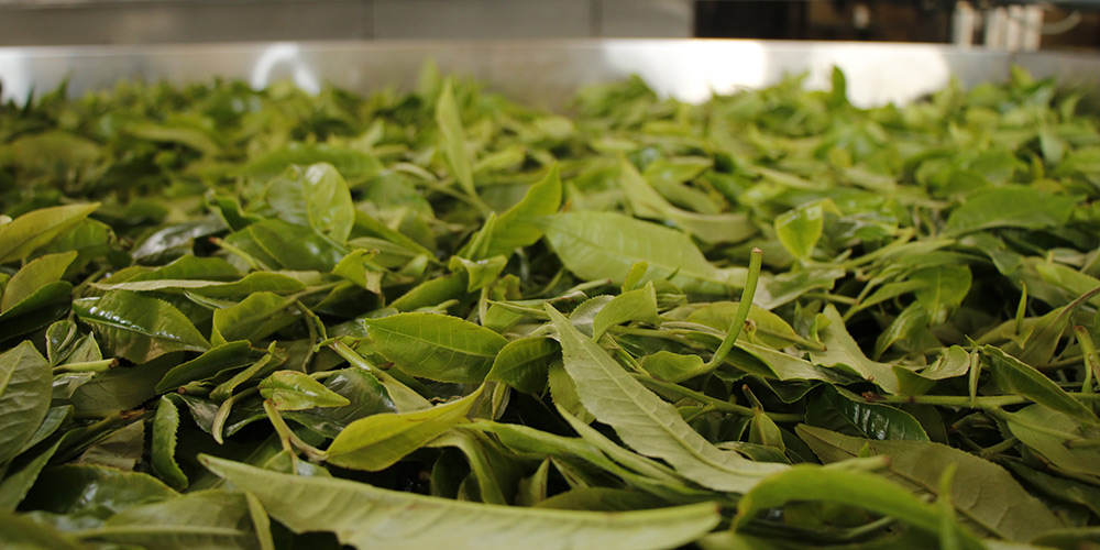 Agricultores de Yunnan produzem chá Pu-er, variedade muito popular no mercado chinês