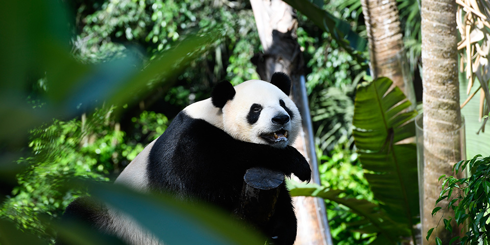 Pandas-gigantes recebem bolo especial e brinquedos no Dia das Crianças