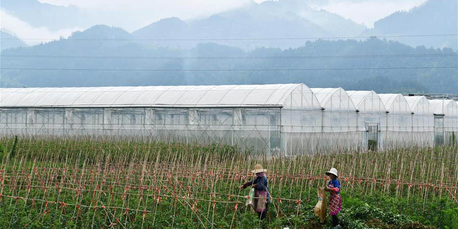 Rongjiang promove indústria da horticultura para ajudar os moradores a sair da pobreza