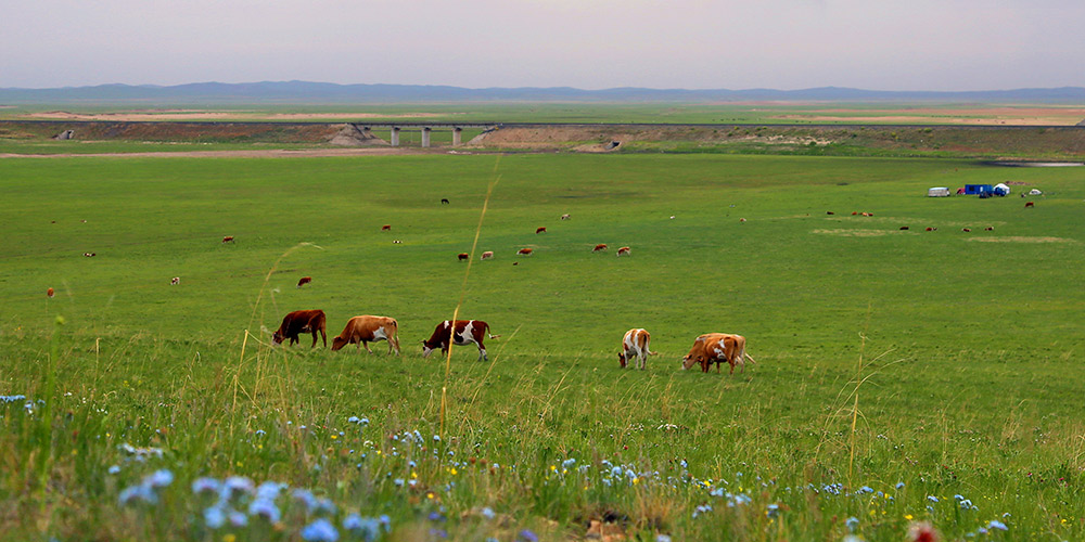 Pastores da Mongólia Interior transferem gado para pastagens do verão
