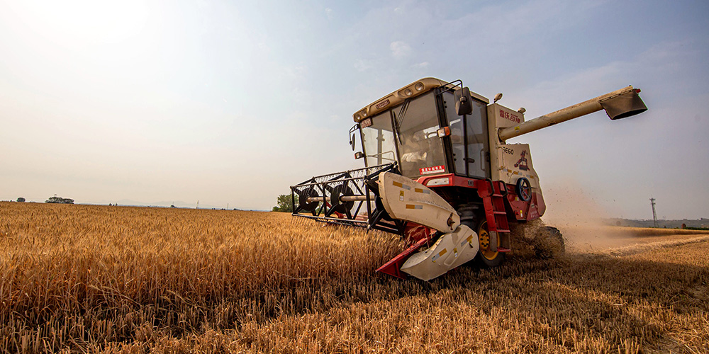 Período de colheita de trigo arranca na província de Hebei