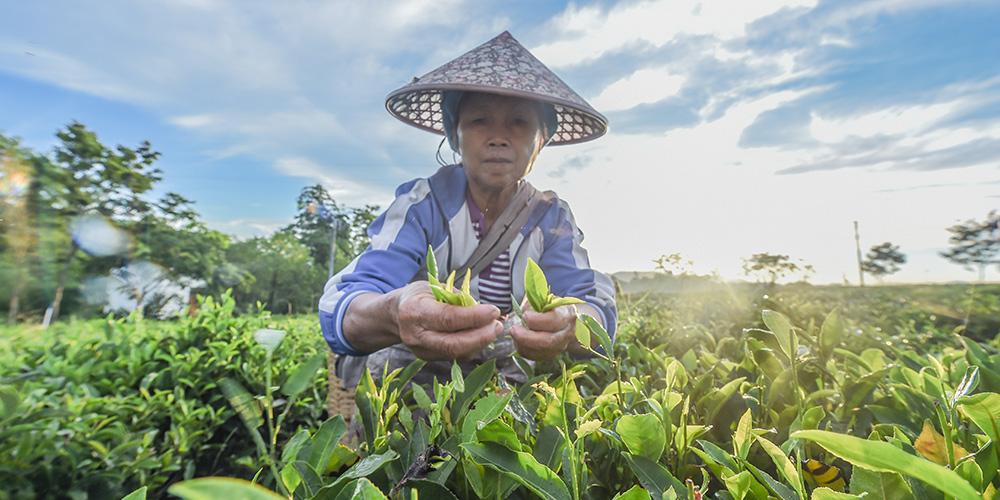 Cooperativa de chá ajuda famílias a superarem a pobreza em Hainan