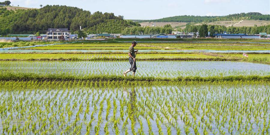 Agricultores trabalham em arrozal de Yanbian, província de Jilin