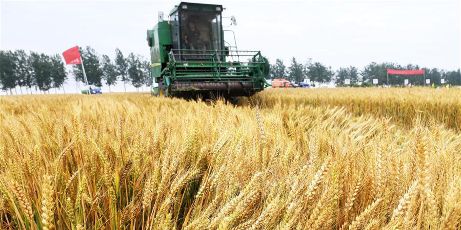 Fotos: colheita de trigo em Shandong