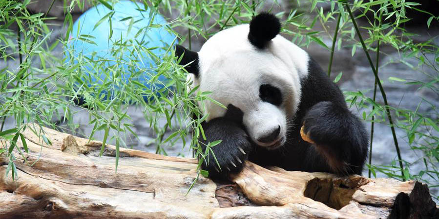 Panda-gigante ganha sala com ar-condicionado para aguentar o calor em Jinan