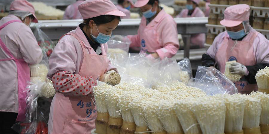 Funcionários embalam fungos comestíveis na moderna base industrial agrícola em Siyang, província de Jiangsu