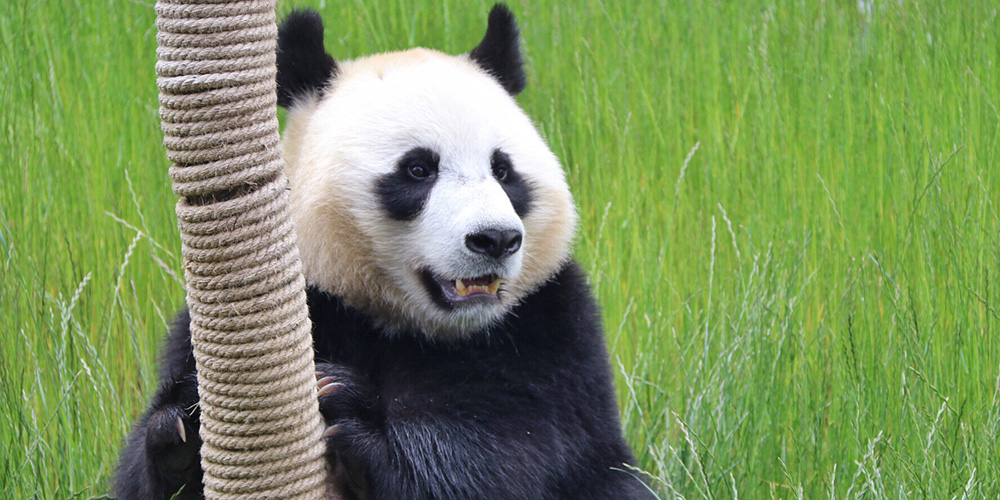 Quatro pandas-gigantes são apresentados ao público em Sichuan, sudoeste da China
