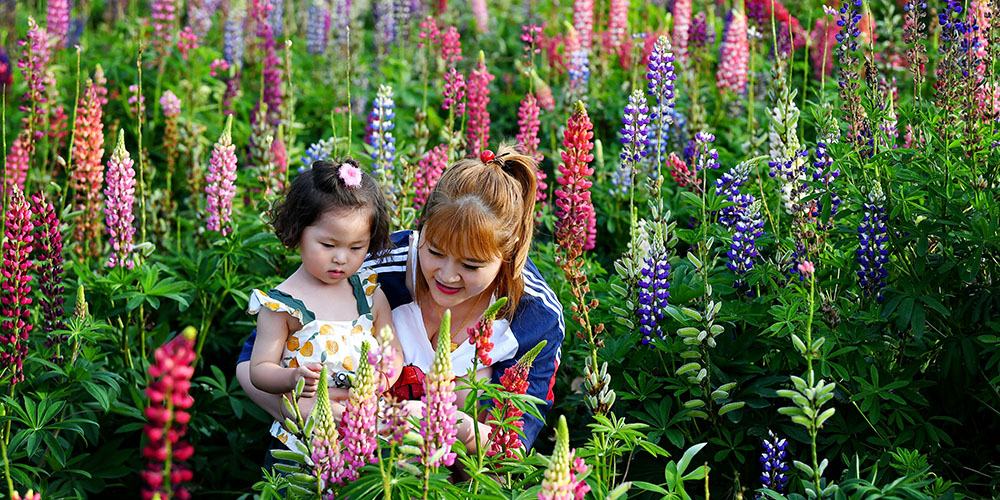 Pessoas visitam o parque industrial de flores de Lupin em Shaanxi