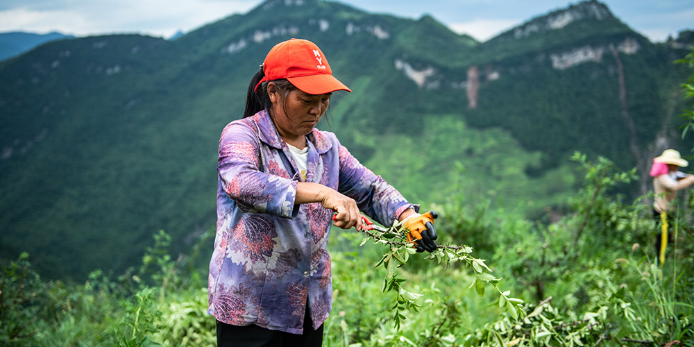 Produção de pimenta-de-sichuan promove desenvolvimento econômico de região montanhosa em Guizhou