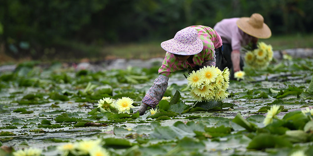 Aldeãs colhem flores de lótus em Guangxi