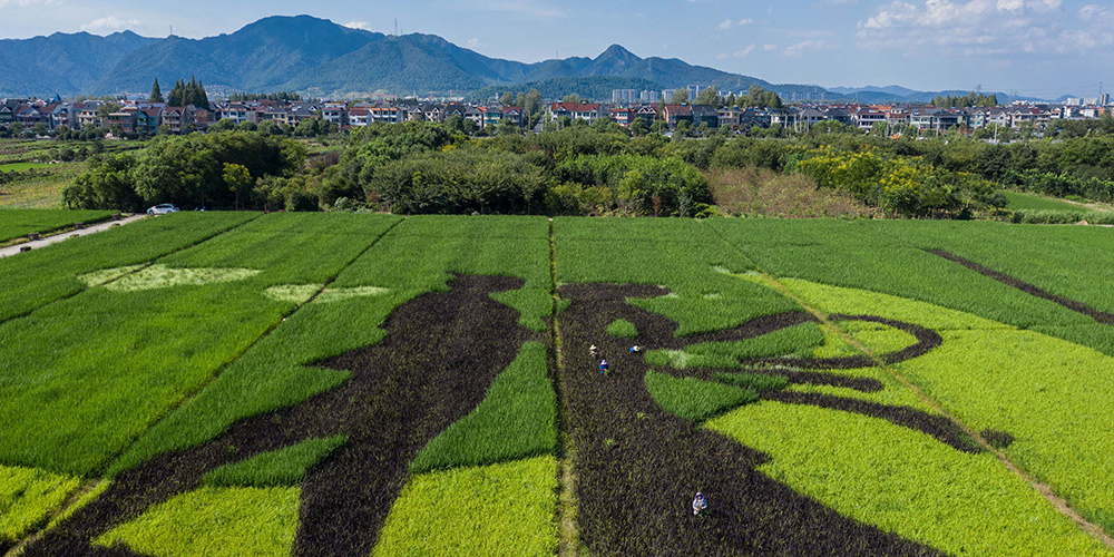 Agricultores de Hangzhou usam campos de arroz para criar fantásticas obras de arte