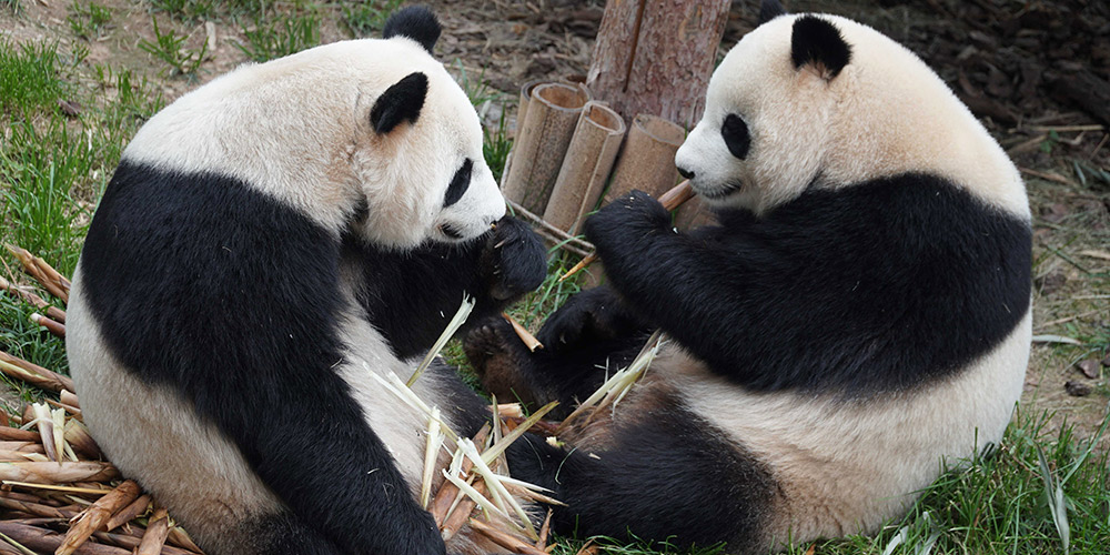 Fotos: pandas-gigantes no zoológico de Xining