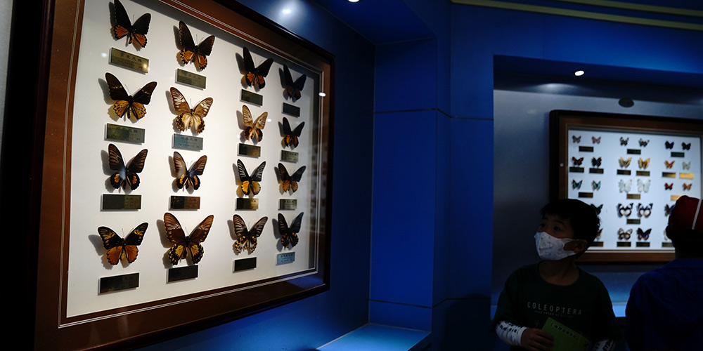 Museu de Entomologia de Shanghai realiza eventos teméticos durante Festival de Ciências