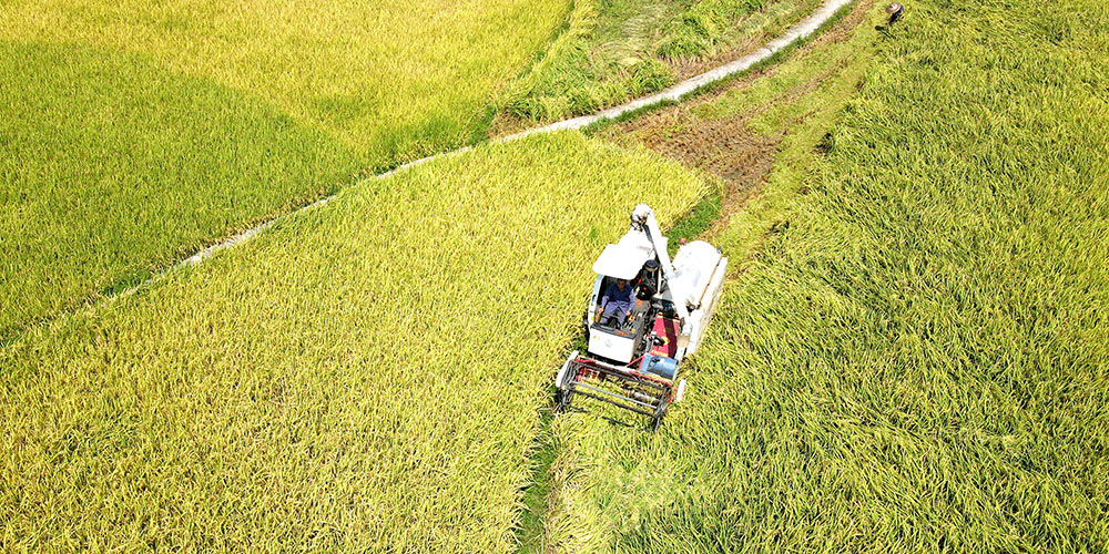Agricultores colhem arroz no distrito de Shuangfeng, província de Hunan