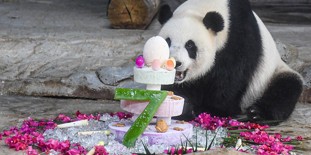 Dois pandas-gigantes completam 7 anos em Haikou