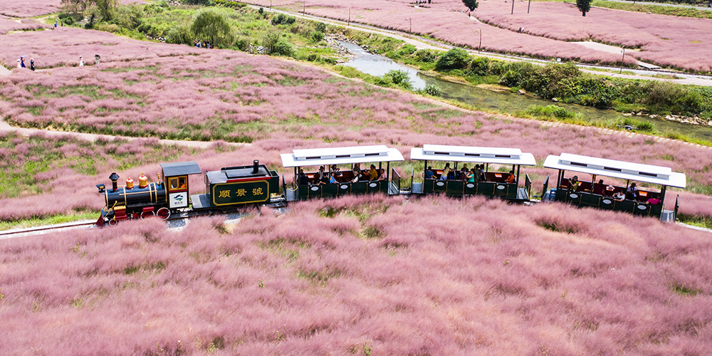 Fotos: turistas se divertem em meio a gramas rosa de Muhly em Guizhou