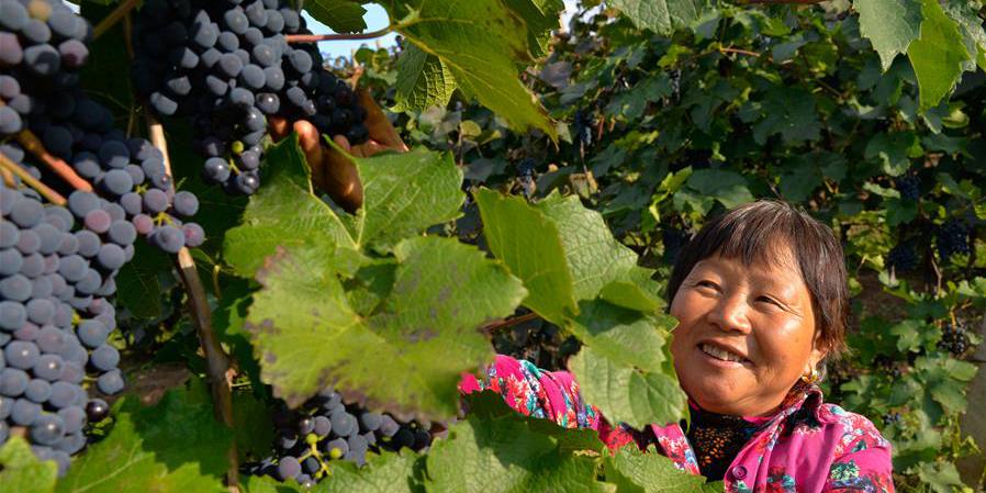Indústria vitivinícola se desenvolve com eficiência na Mongólia Interior, norte da China