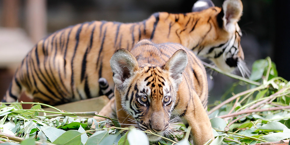 Filhotes gêmeos de tigre-do-sul-da-China completam 100 dias em zoológico em Guangzhou