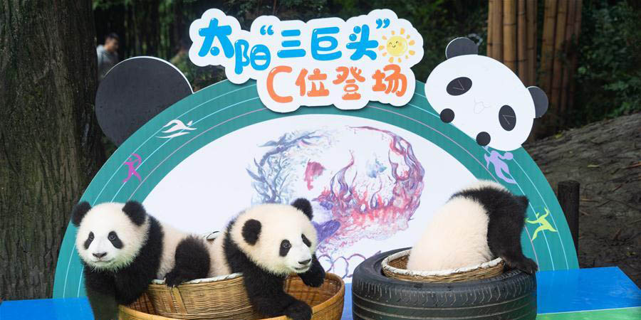 Filhotes de panda-gigante fazem estreia pública em Chengdu