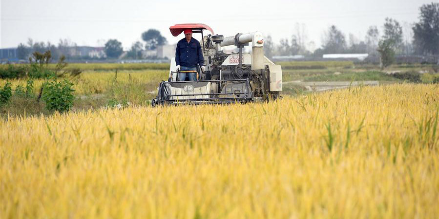 Agricultores de Anhui começam a colheita do arroz
