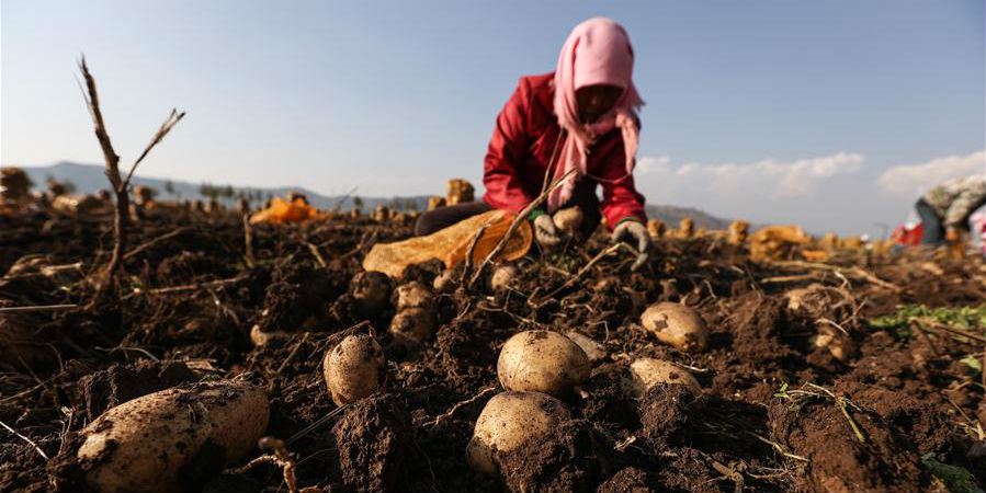 Distrito em Qinghai desenvolve indústria da batata para ajudar agricultores a aumentar renda