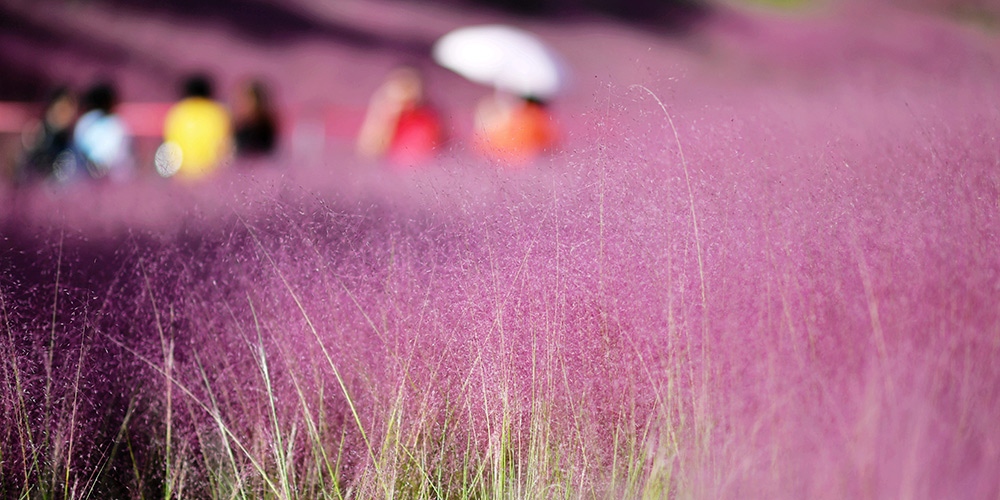 Turistas visitam parque coberto de gramas cor de rosa em Fuzhou