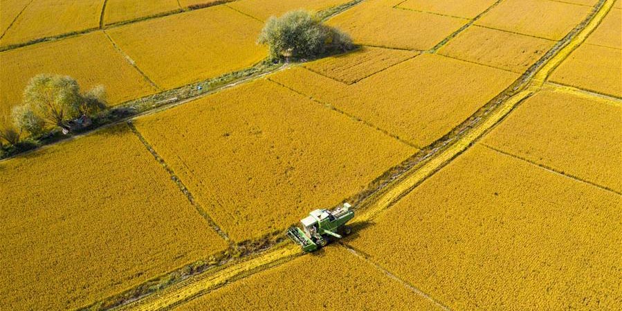 Colheitadeiras colhem arroz no distrito de Wensu em Xinjiang