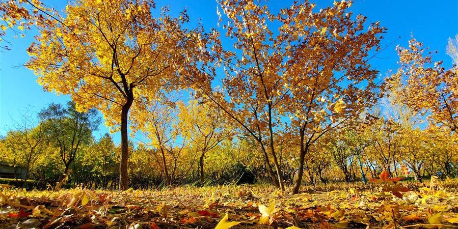 Cenário de outono em Ordos na Mongólia Interior