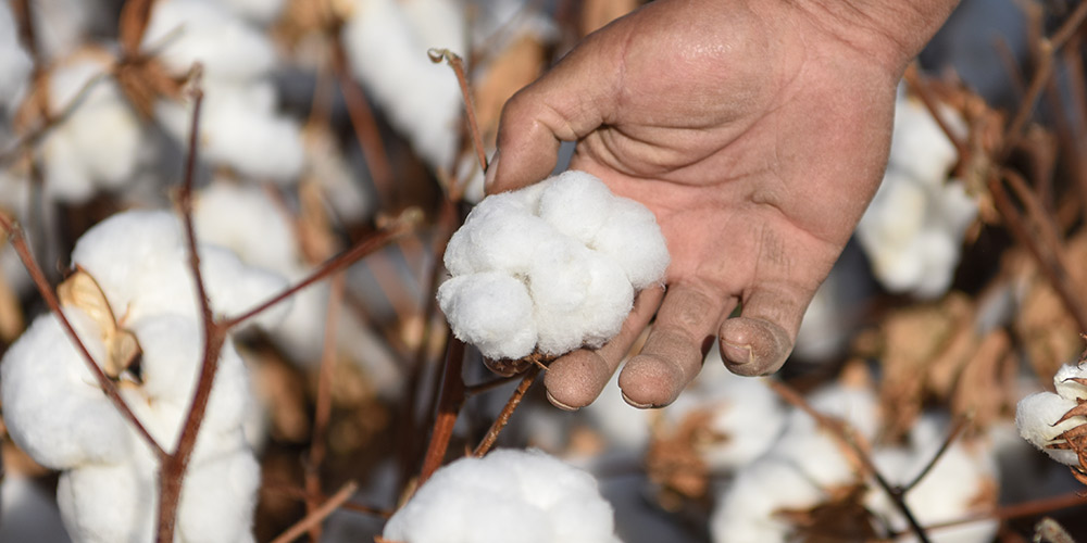 Colheita de algodão avança em Xinjiang