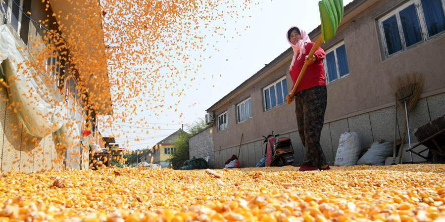 Agricultores celebram colheita abundante em Qingdao, norte da China