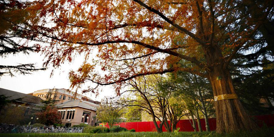 Cenário de outono no campus da Universidade Tsinghua em Beijing