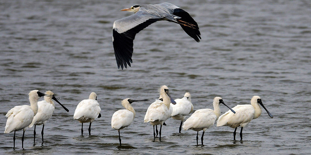 Paisagem do p&acirc;ntano do estu&aacute;rio do rio Minjiang em Fujian