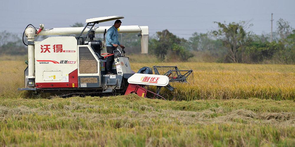 Agricultores colhem arroz em casca em Hunan, centro da China