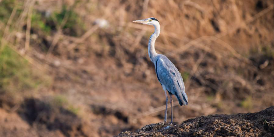 Fotos: pássaros migratórios no oeste do lago Dongting em Changde