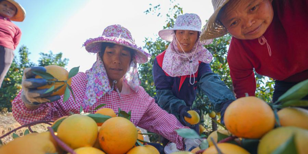 Agricultores colhem laranjas-de-umbigo em Ganzhou, província de Jiangxi