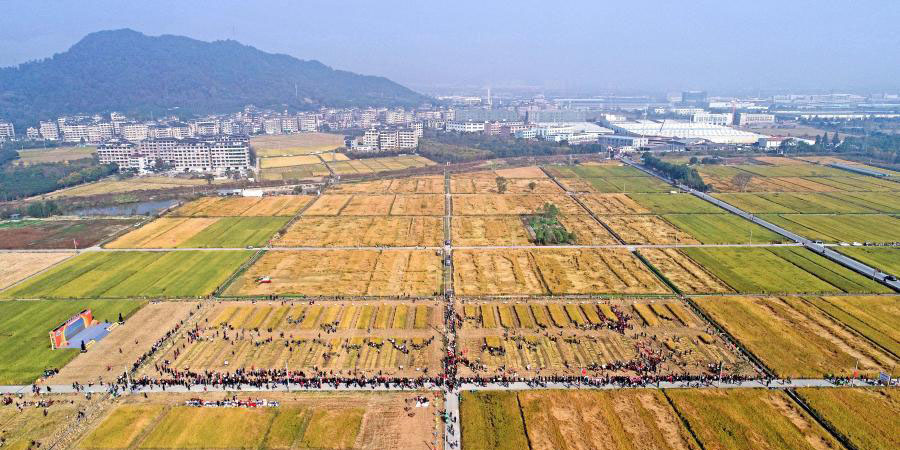 Concurso de habilidades de colheita de outono realizado na aldeia de Chunhua, província de Zhejiang