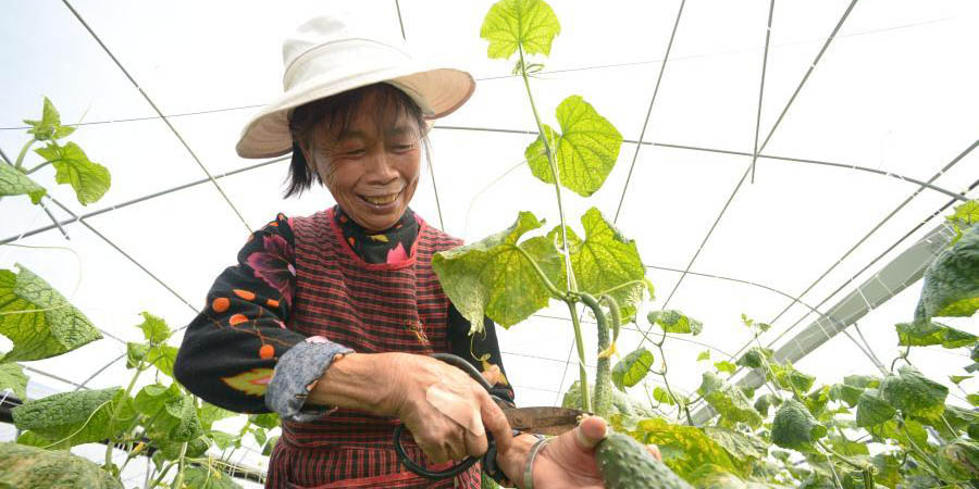 Agricultores desenvolvem modo agrícola mercantilista para aumentar renda no Distrito Autônomo da Etnia Dong de Yuping em Guizhou