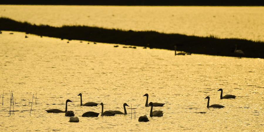 Cisnes no Lago Shijiu em Nanjing, leste da China