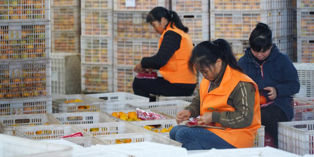 Agricultores embalam laranjas de umbigo para entrega em Jiangxi