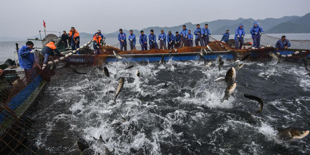 Safra de peixes deste ano anima pescadores do lago Qiandao em Zhejiang