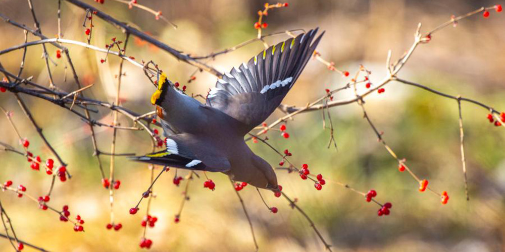 Fotos: pássaros "tagarela" em Qiqihar, província de Heilongjiang