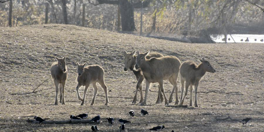 10 raros cervos-milu criados em cativeiro serão soltos na natureza na China